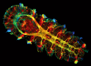 Illustration for article titled Remarkable Nikon Small World Microscope Photography Winners